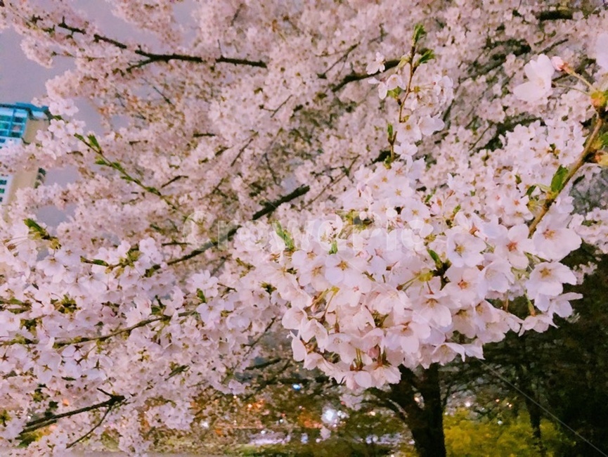봄밤,봄,저녁,벚꽃,꽃잎,벚꽃잎,풍경,핑크,분홍