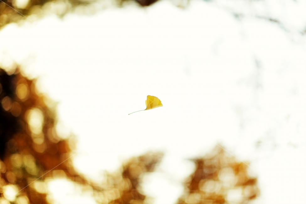 감성,감성사진,낙엽,가을,은행잎,노랑,은행나무,식물,가을,계절,fall,autumn,season,감성,sensible,feeling