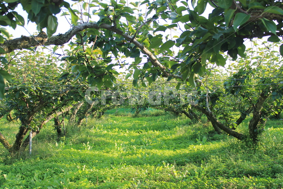 과수원,orchard,grove,배나무,나무,tree,green,녹색,초록,pear,peartree