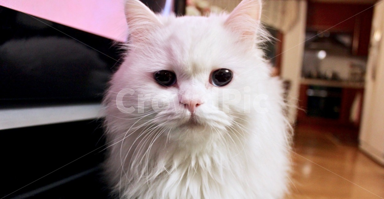고양이,냐옹이,냐옹,터키쉬앙고라,러시안블루,cat,turkishangora,russianblue,동물,애완동물,반려동물,집사