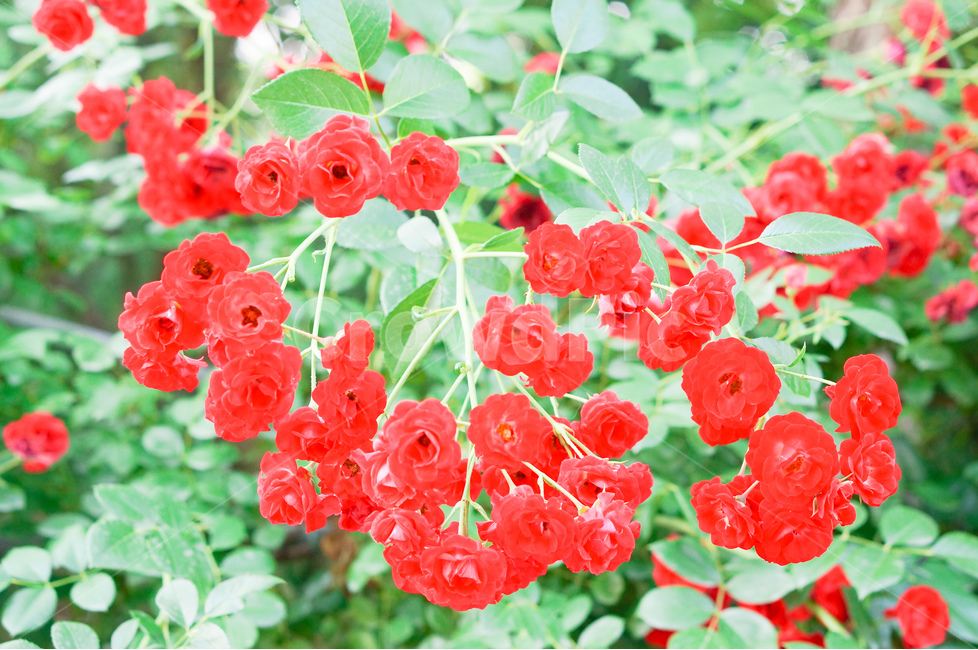 장미,봄,꽃,빨강,해,빛,식물,자연,plants,nature,꽃,flower