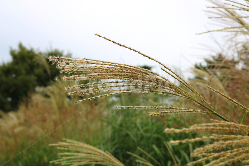 억새,풀,억새풀,식물,자연,벼과,벼과식물,들풀,두영,식물,자연,plants,nature