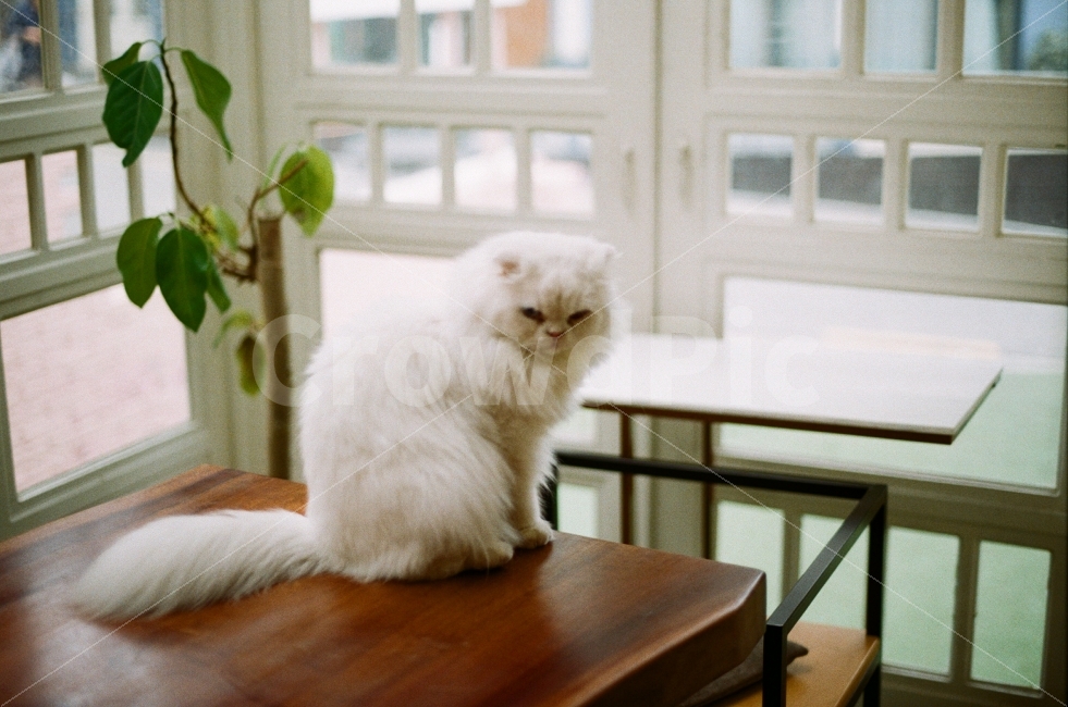 고양이,감성사진,필름사진,동물,귀여운,사랑스러운,따뜻한,cat,sensitive,film,animal,cute,lovely,식물,tree,plants,창문,window,햇살,인테리어,공간,카페,sunlight,space,cafe,interior,테이블,table,동물,animal,포유류,mammal,고양이,cat,kitten,kitty,감성,sensible,feeling