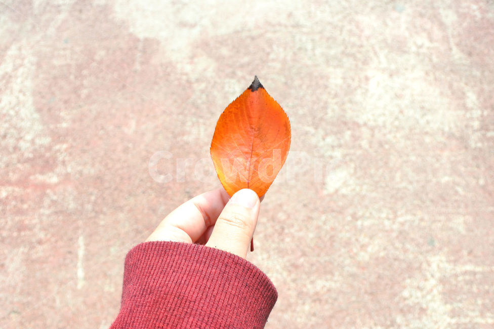 낙엽,가을,손,잎,잎사귀,fall,hand,가을,계절,fall,autumn,season,사람,인물,인간,human,person,신체일부,몸,body,plant,식물,leaf