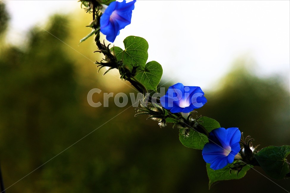 꽃,나팔꽃,식물,flower,가을,식물,자연,plants,nature,꽃,flower