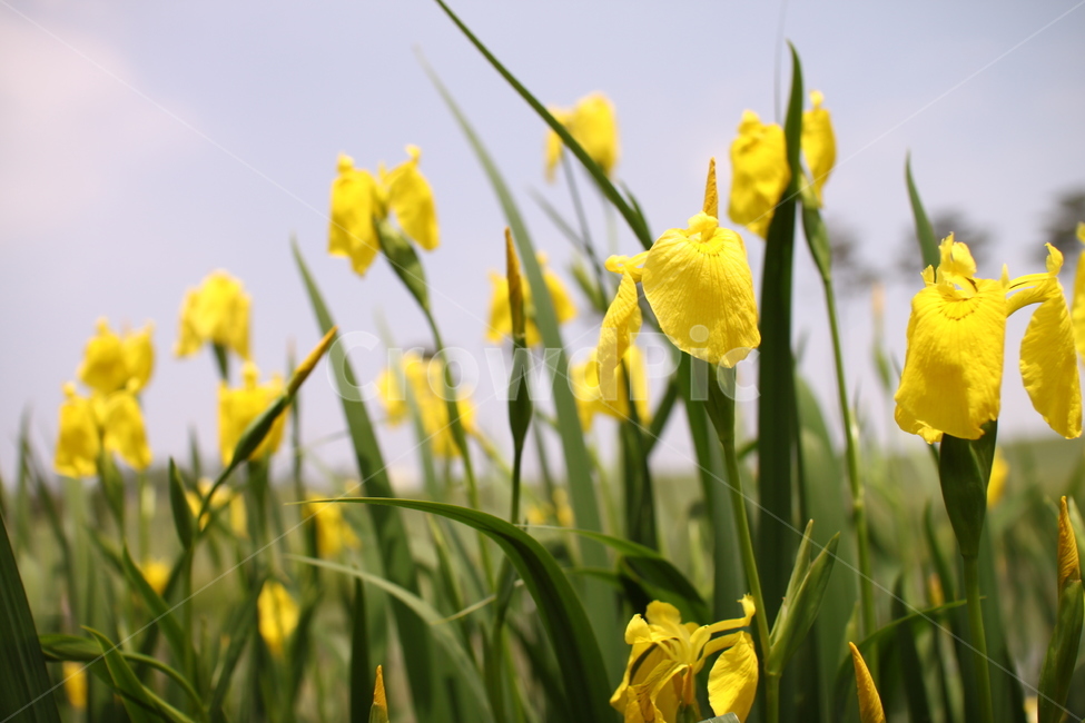 꽃,노란꽃,노란색,자연,nature,풀,배경,식물,자연,plants,nature,꽃,flower