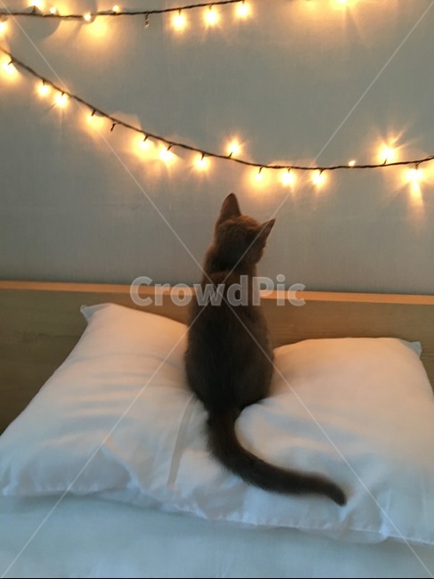 고양이,러시안블루,크리스마스,겨울,아기고양이