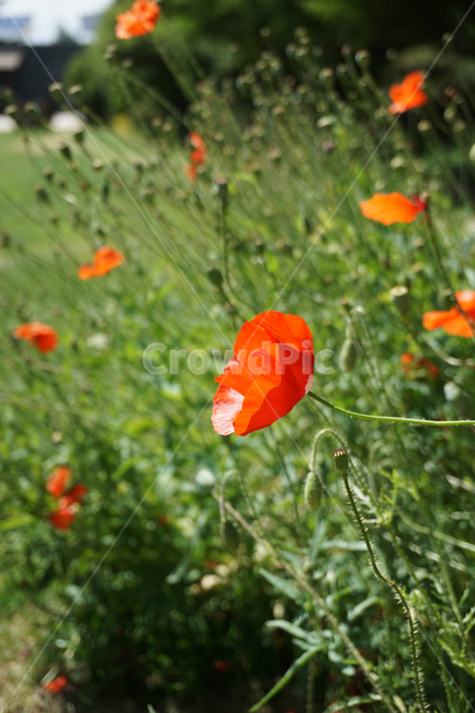 양귀비꽃,양귀비,꽃,빨강,레드,여름,poppy,자연,red,bloom,nature,flower,summer,초록,green