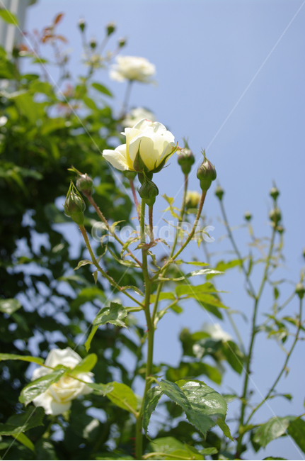 장미,꽃,flower,식물,plant,식물,자연,plants,nature,꽃,flower