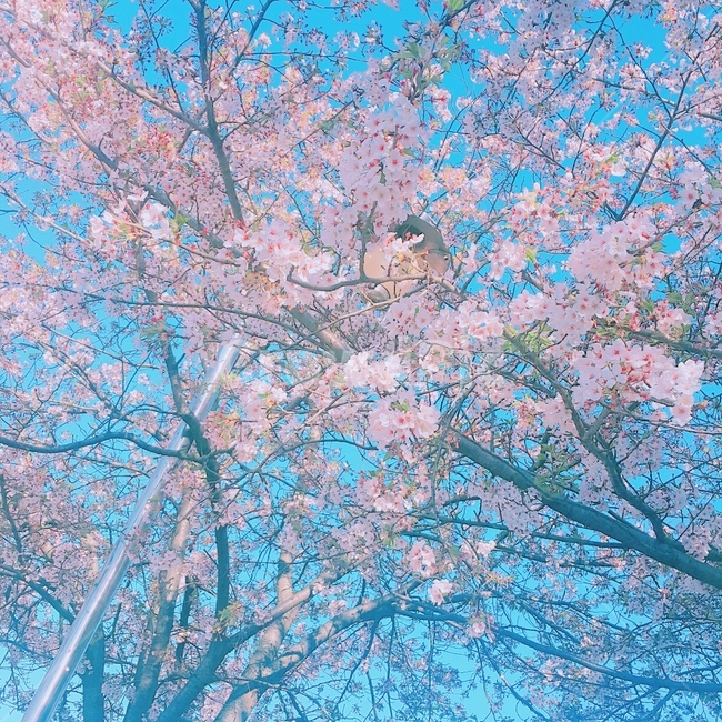 벚꽃,봄,꽃,나무,자연,감성,사쿠라,힐링,핑크,봄,계절,spring,season,식물,자연,plants,nature,꽃,flower