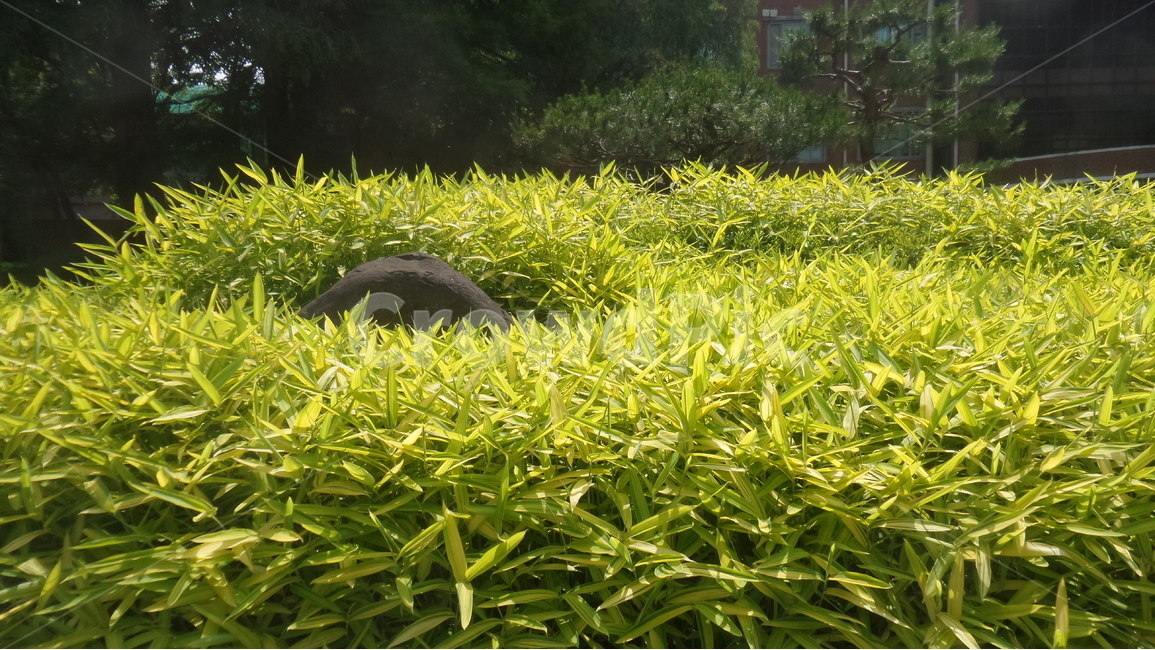 대나무,왕대속,벼과,속씨식물,조릿대속,해장죽속,솜대,죽엽,식물,자연,plants,nature