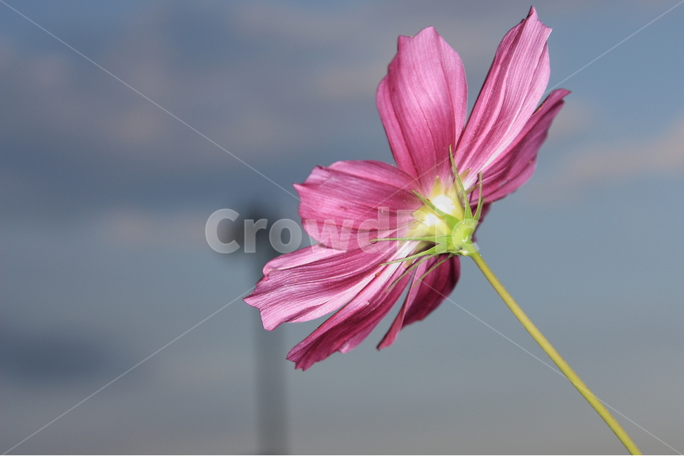 코스모스,가을,꽃,cosmos,flower,fall,plant,blossom,가을,계절,fall,autumn,season,식물,자연,plants,nature,꽃,flower,geranium,제라늄