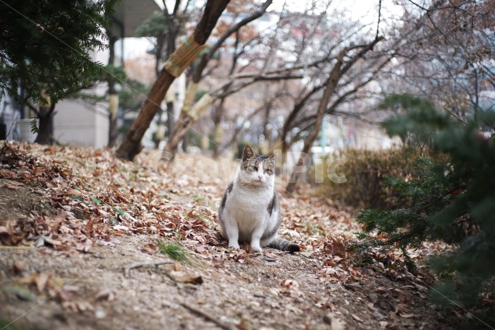 고양이,길고양이,길냥이,애완동물,반려동물,생명,자연,야생,동물,포유류,야생동물,야생고양이,미묘,미냥,cat,kitty,kitten,cute,lovely,adorable,pet,animal,street,streetcat,stray,straycat,wild,wildlife,wildcat,wildanimal,nature,natural,beauty,beautiful,동물,animal,포유류,mammal,고양이,cat,kitten,kitty