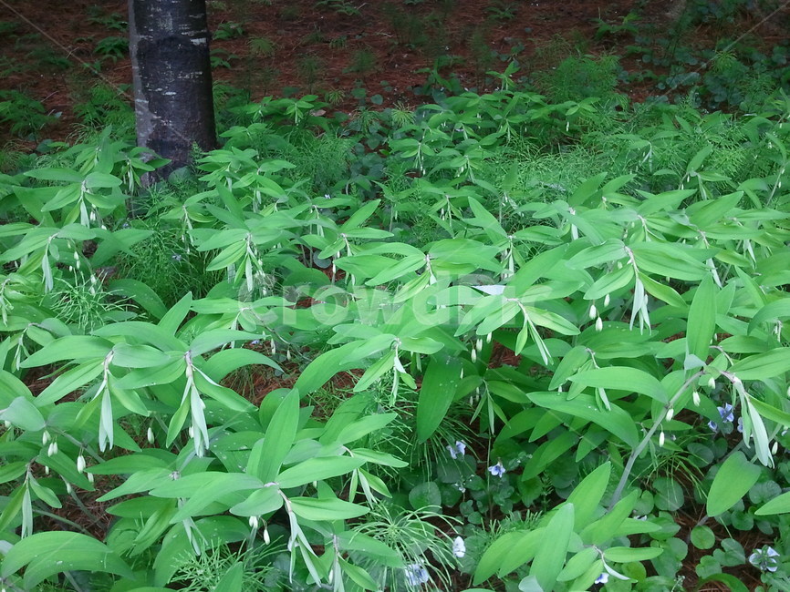 둥굴레,백합과,다년생초본식물,편황정,위유,식물,자연,plants,nature,꽃,flower