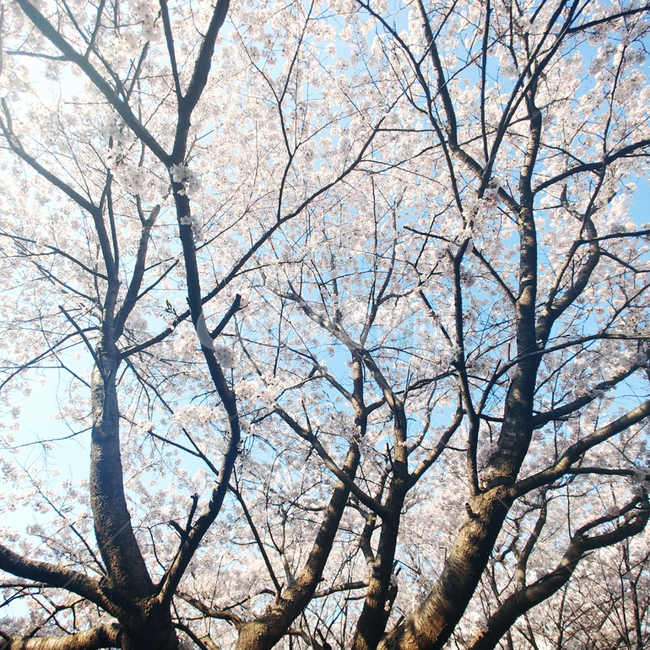 풍경,벚꽃,봄,나무,핑크,봄,계절,spring,season,tree,plant,식물,tree trunk,나무 줄기