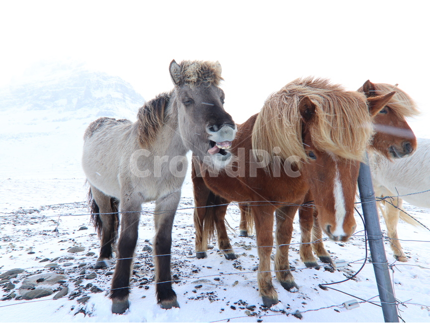 말,동물,아이슬란드,겨울,북유럽,동물,animal,포유류,mammal,산업,industry,industrial,목축업,목장,livestock farming,ranching,pasture