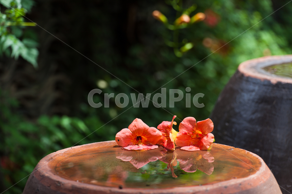 여름,한국적인,꽃,능소화,한국전통,식물,주황색,반영,color,nature,summer,항아리,jar,koreanculture,korean,traditional,plants,flowers,자연,한국전통,한국문화,korean traditional,korean culture,꽃,flower