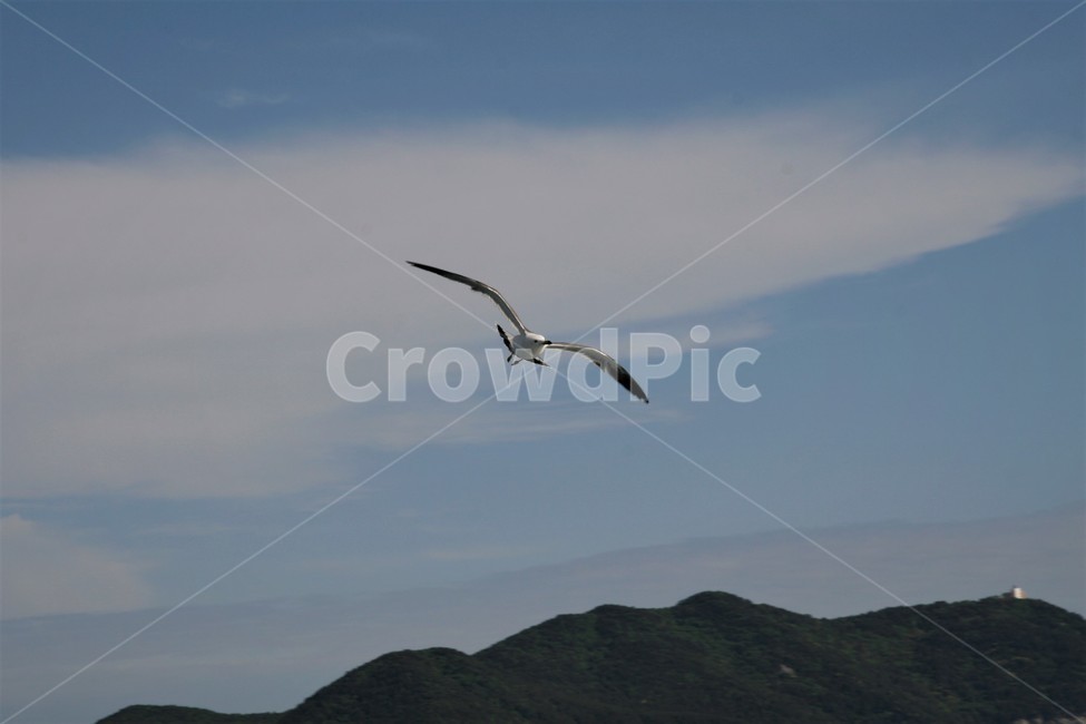 바다,갈매기,하늘,구름,풍경,동물,animal,조류,새,birds