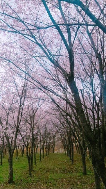 봄,벚꽃,나무,풍경,가로수길