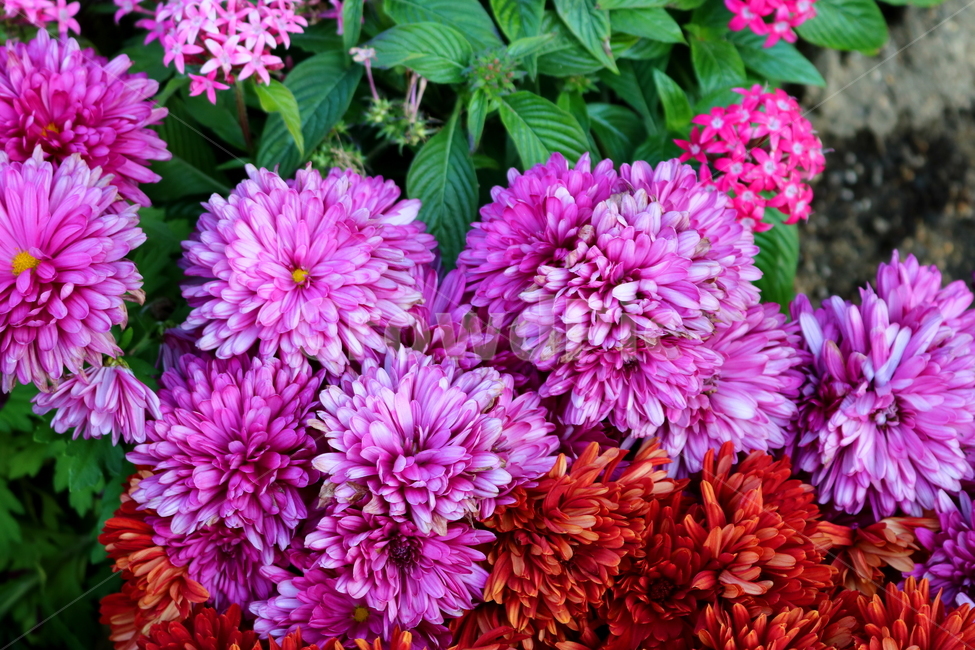 국화,꽃,국화꽃,식물,자연,소국화,가을,식물,자연,plants,nature,꽃,flower