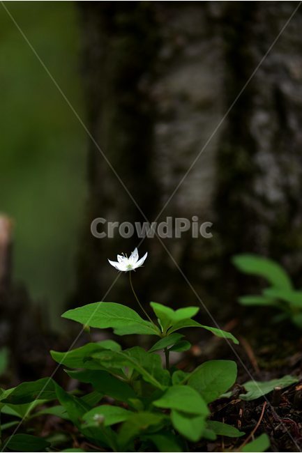 참기생꽃,야생화,식물,자연,생태,꽃,힐링,플라워,wildflower,flower,plants,nature,season,감성,느낌,emotion,feeling,앵초목,앵초과,기생꽃속,여러해살이풀,희귀식물,식물,자연,plants,nature,꽃,flower