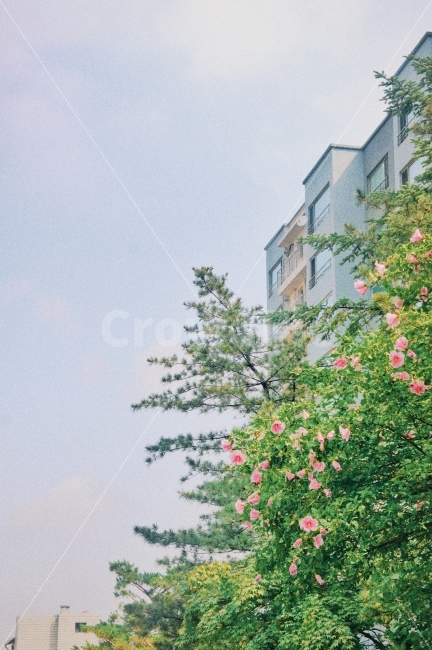 무궁화,풍경,자연,감성,꽃,식물,nature,landscape,flowers,Green,도시,풍경,city,landscape,감성,sensible,feeling,plant