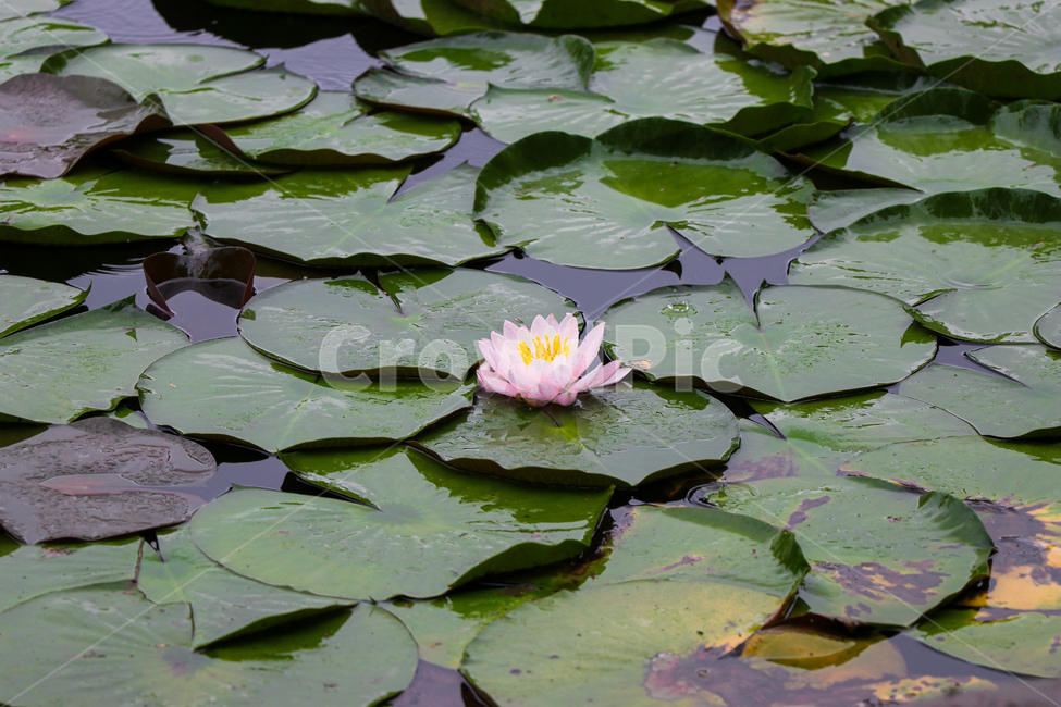 연꽃,자연,여름,꽃,식물,flower,blossom,plant,식물,자연,plants,nature,꽃,flower