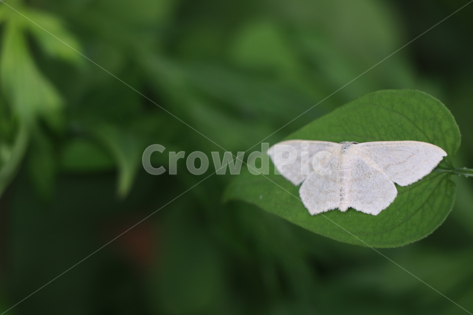나방,힌색,곤충,나뭇잎,하트,그린,동물,animal,곤충,벌레,insect,bug