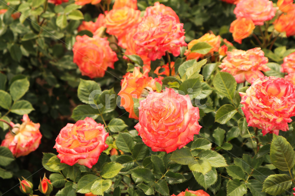 장미,로즈,붉은색,빨강장미,꽃,rose,flower,자연
