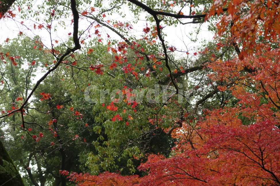 가을,단풍,주황,이슬,나무,자연,가을,계절,fall,autumn,season,plant,식물,tree,leaf,잎
