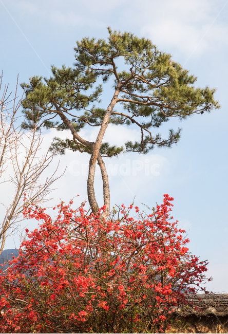 자연,식물,나무,소나무,한그루,꽃,철쭉,영산홍,봄,봄꽃,하늘,프른하늘,tree,plant,옥외,나무,trees,wood