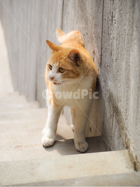 고양이,길고양이,동물,털,봄,따스한,따뜻한,포근한,귀여운,인형같은,동물,animal,포유류,mammal,고양이,cat,kitten,kitty