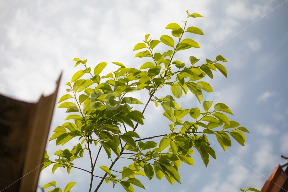 풍경,하늘,봄,여름,감나무,푸르름,식물,자연,plants,nature