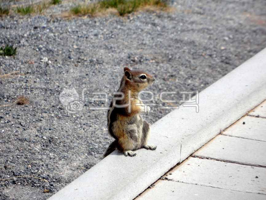 옐로우스톤,국립공원,다람쥐,미국,와이오밍,유네스코,세계자연유산,세계유산,yellowstone,nationalpark,squirrel,usa,wyoming,unesco,worldnaturalheritage,worldheritage,nature,outdoors