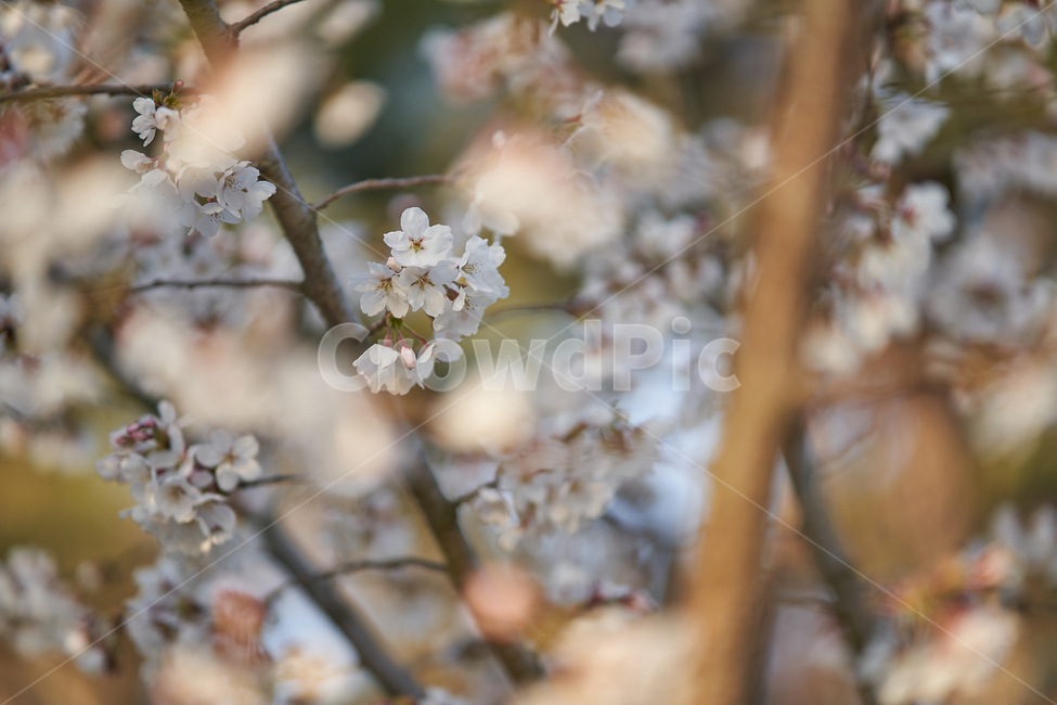 spring,flowers,botanical,봄,꽃