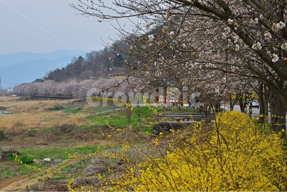 nature,자연,scenery,풍경,outdoors,옥외,landscape,경치,road,도로,plant,식물,tree,나무,treetrunk,나무줄기,벚꽃길,벚꽃,개나리,만개