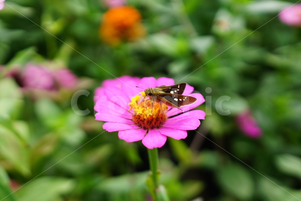 백일홍,꽃,꽃사진,플라워,가을,가을꽃,계절,꽃밭,자연,풍경,flower,flowers,autumn,fall,season,nature,landscape,정원,garden,flowergarden,flowerbed,감성,감성사진,스냅,스냅사진,스넵,스넵사진,snap,snapshot,꽃봉오리,bud,식물,plant,plants,분위기,느낌,feel,feeling,곤충,벌레,insect,animal,동물,나비,나방,moth,butterfly,10월,October,식물,자연,plants,nature,꽃,flower,곤충,벌레,insect,bug