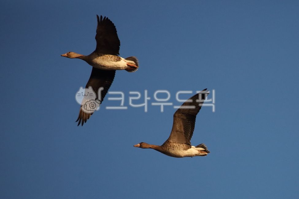 bird,새,동물,기러기,anseriformes