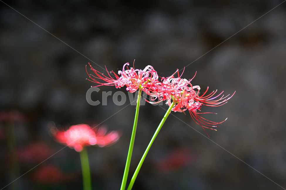 꽃무릇,꽃,식물,플라워,자연,식물,자연,plants,nature,꽃,flower
