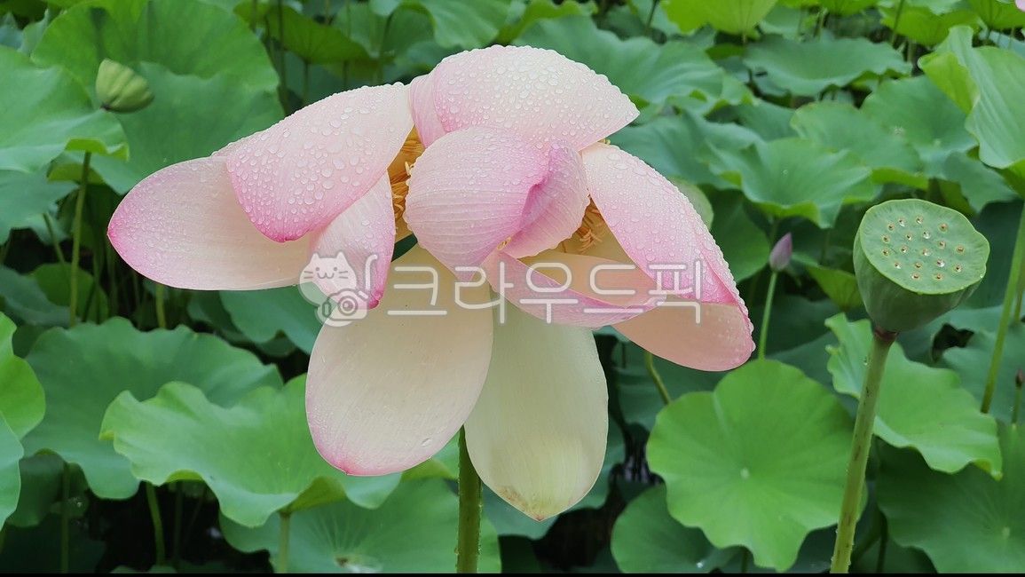green,nature,lotusflower,Shin Jeongho,Lotus,flower,raindrop,lotus leaf,lotus rice,Dew,lake