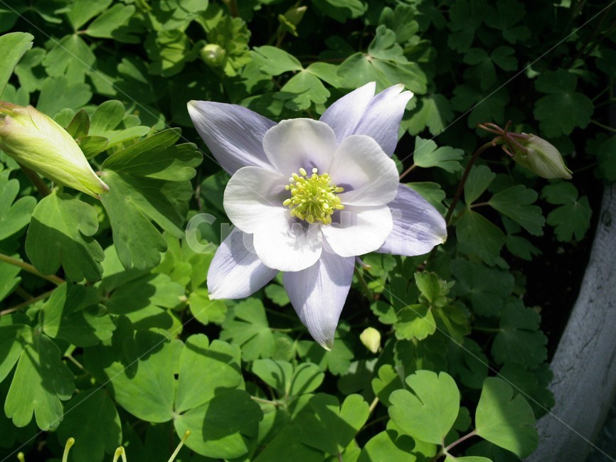 plant,식물,꽃,flower,하얀꽃,식물,자연,plants,nature,꽃,flower