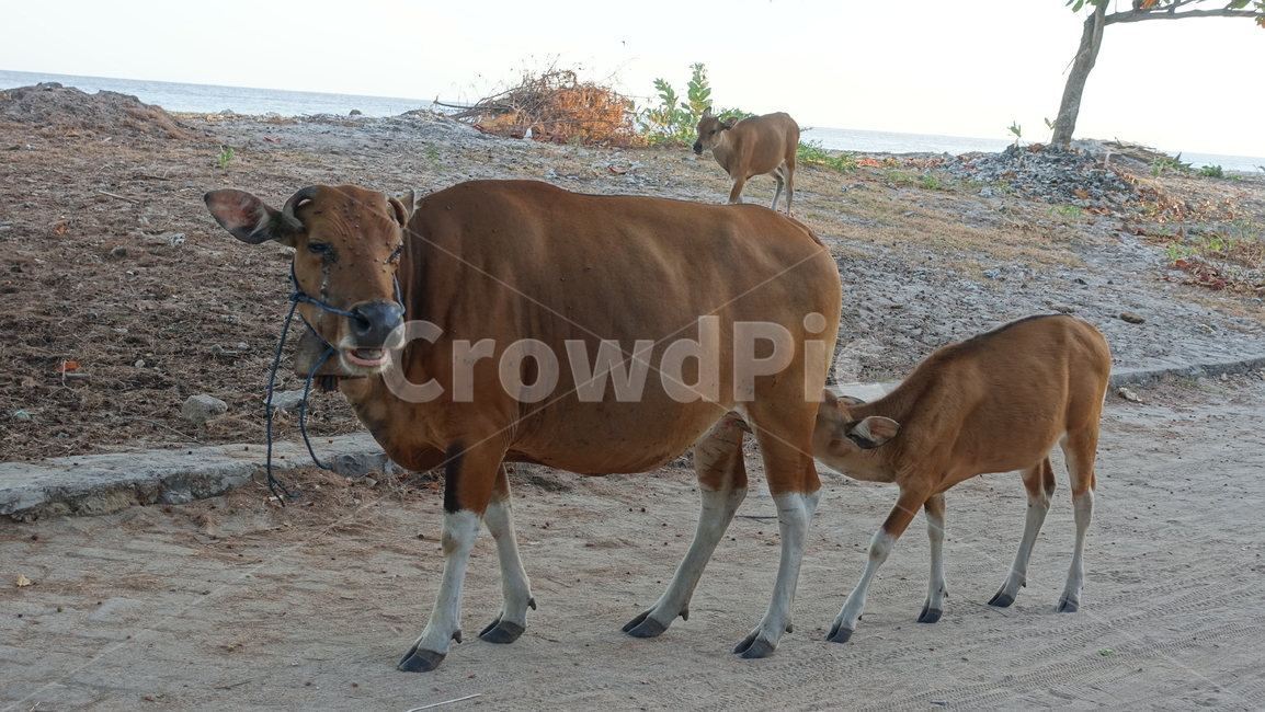 자연,nature,소,cow,어미소,animal
