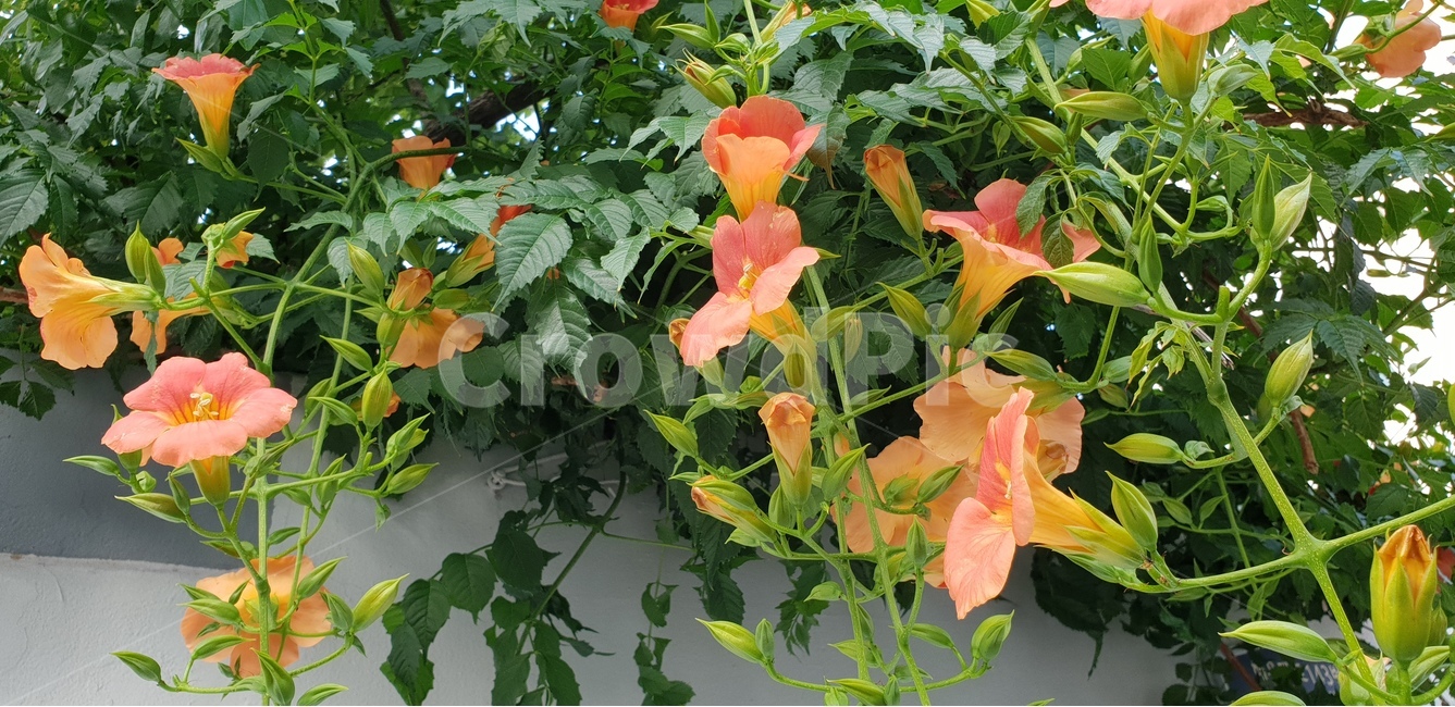 능소화,양반꽃,담장덩굴꽃,여름꽃,그리움,식물,자연,plants,nature,꽃,flower