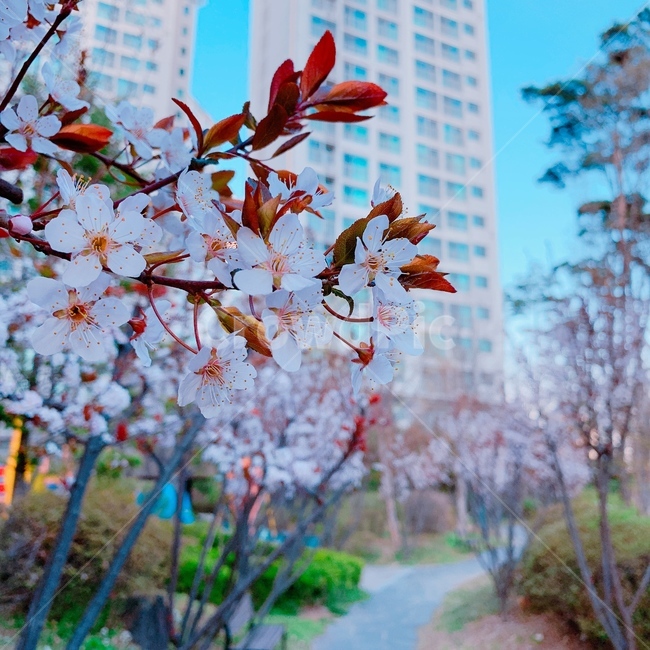 벚꽃,cherryblossom,봄꽃,springflower,핑크,pink,꽃,꽃나무,flower