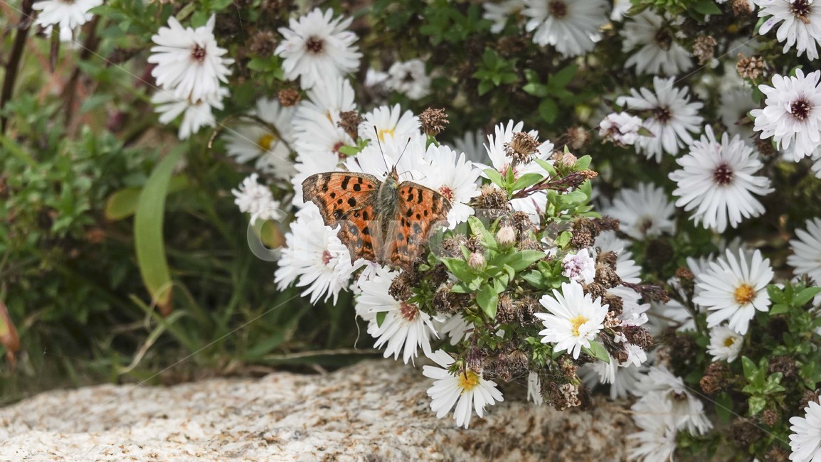 나비,곤충,꽃,동물,자연,식물,자연,plants,nature,꽃,flower,동물,animal,곤충,벌레,insect,bug