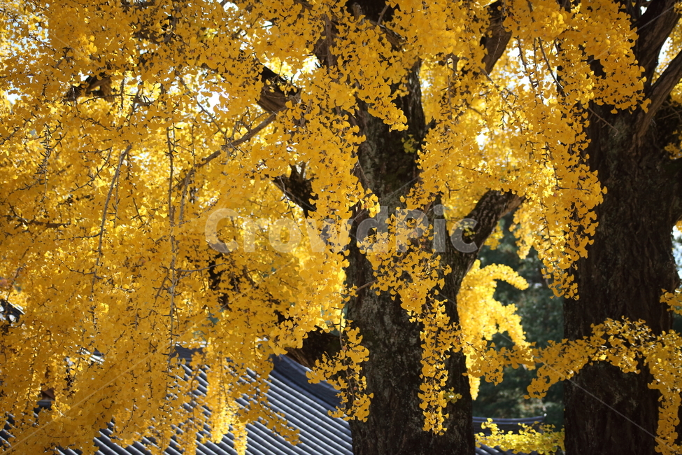운문사,은행나무,단풍,식물,maidenhairtree,가을,계절,fall,autumn,season,식물,자연,plants,nature,나무,trees,wood,tree,plant,leaf,잎,maple