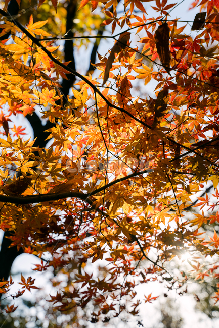 단풍,가을,햇빛,자연,나무,가을,계절,fall,autumn,season,식물,자연,plants,nature,leaf,잎,plant,tree,maple