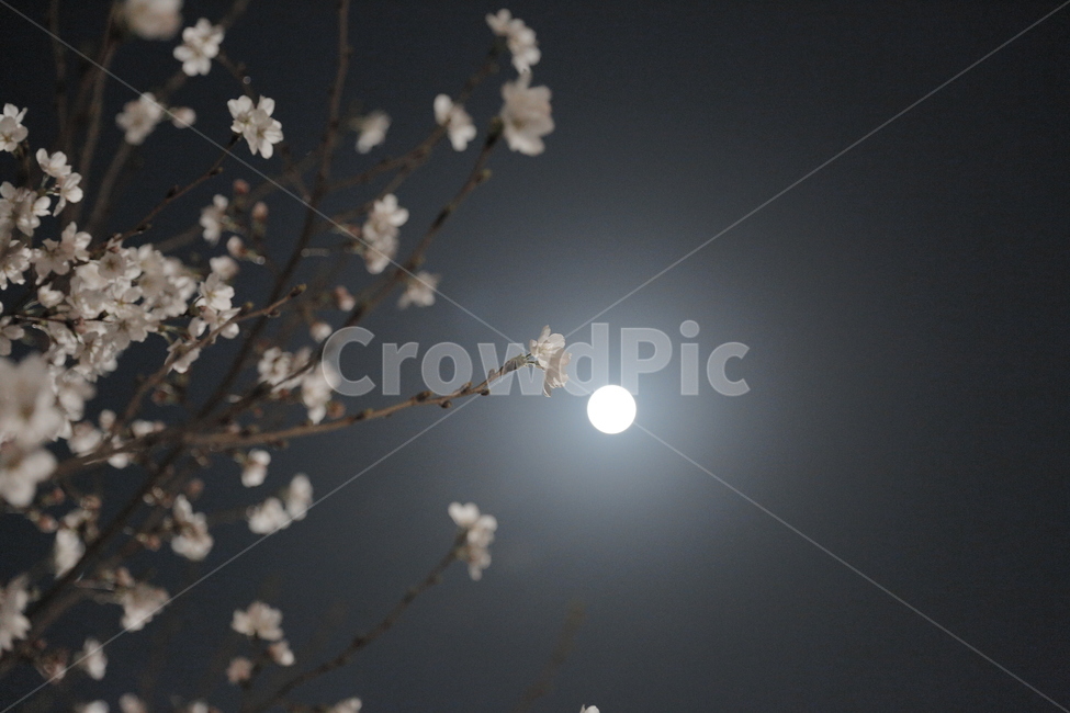 벚꽃,봄,야경,Cherryblossom,봄꽃,산책,감성사진,달,밤하늘,봄,계절,spring,season,야경,밤,풍경,nightscape,night,landscape,식물,자연,plants,nature,꽃,flower,plant