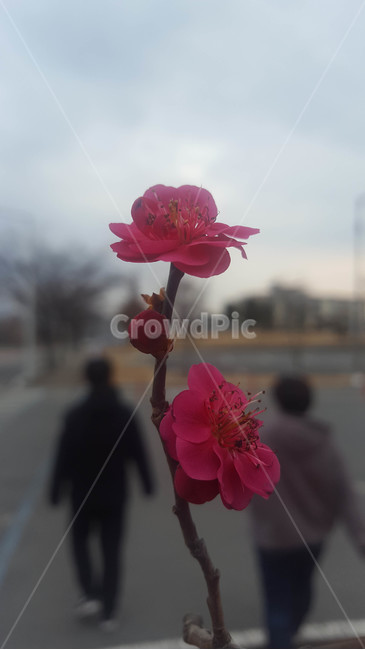 꽃,flower,근접,생화,야생화