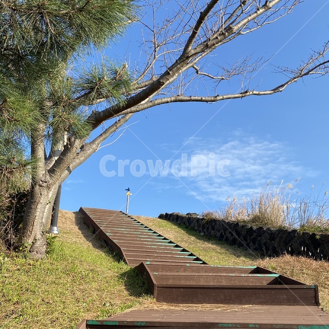 plant,식물,tree,나무,treetrunk,나무줄기,제주도,제주도오름,계단,푸른하늘,흰구름,갈대